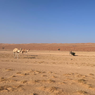 In der Wüste laufen die Kamele frei herum